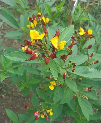 Plant and Soil Sciences